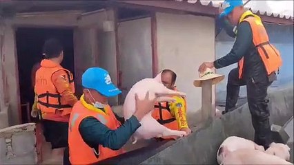 "น้ำมาแล้ว" โชคดีช่วยน้องได้ทัน หนีรอดปลอดภัยทุกตัว (มีคลิป)