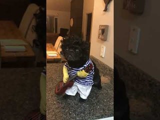 Rockstar Pug Impresses Her Humans