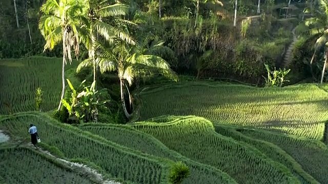 Indonesia Nature Beauty Royalty Free Stock Footage