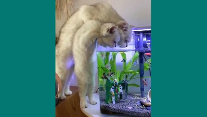 ( Video Kucing) Lucu Funny Cats  Cute Cats Video to Make You Laugh