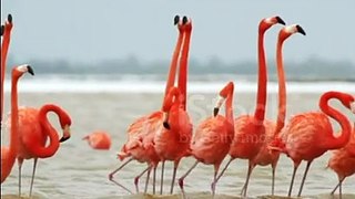 Flamingo Bird in Tropical Jungle Stream  video...Pink flamingos  video