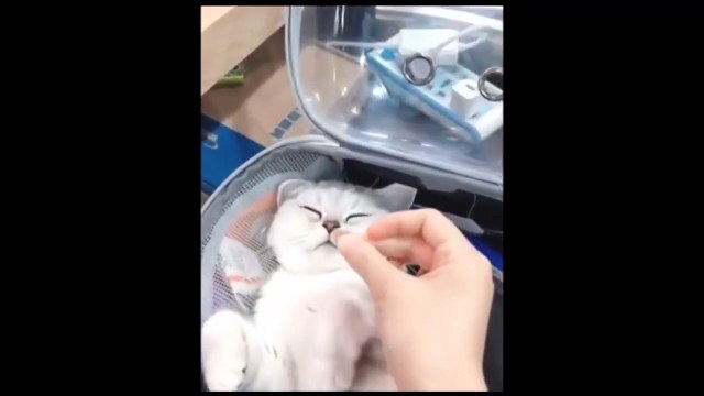 Cute and funny cats & dogs pets compilation 6 - pet lover like you