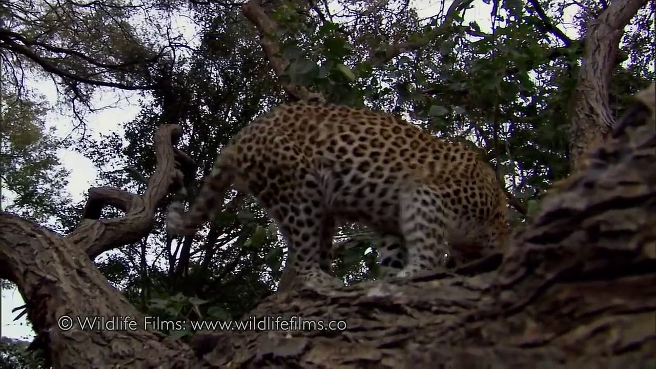 Incredible_leopard_and_baby_baboon_interaction