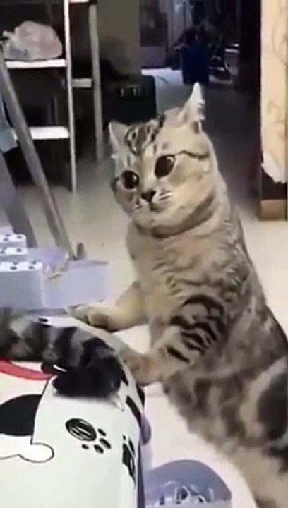 Funny cat and dog compilation 2 - pet lover like you