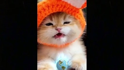 Try Not To Laugh  Funny Cat & Dog Compilation 2021 Pets funny - pet lover like you