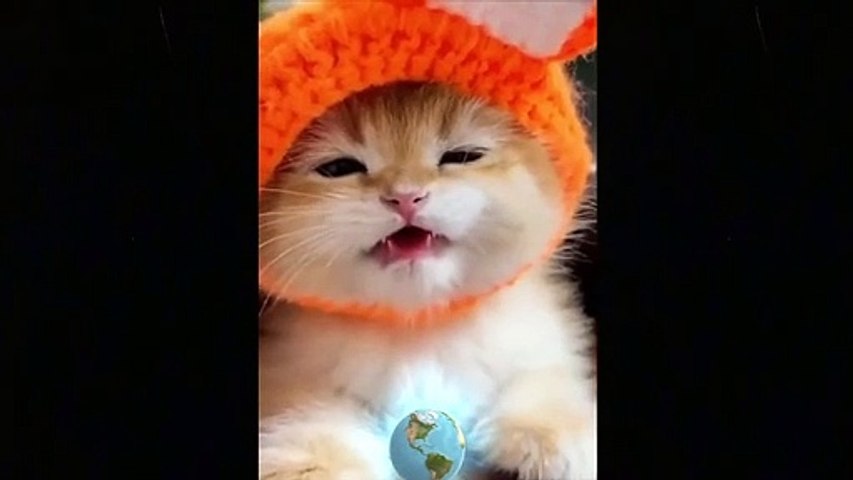 Try Not To Laugh  Funny Cat & Dog Compilation 2021 Pets funny - pet lover like you