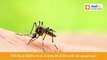 Dengue - Common Causes, Symptoms, and Treatment