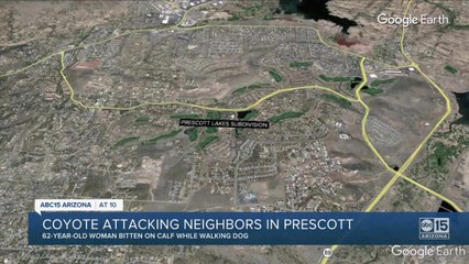 Coyote attacking neighbors in Prescott
