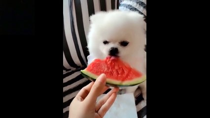 Baby Pets - Cute and Funny Pets Videos Compilation #1