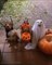 Dog Family in Halloween Costumes Visit House For Trick or Treat