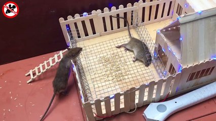 The Most Amazing Rat Trap