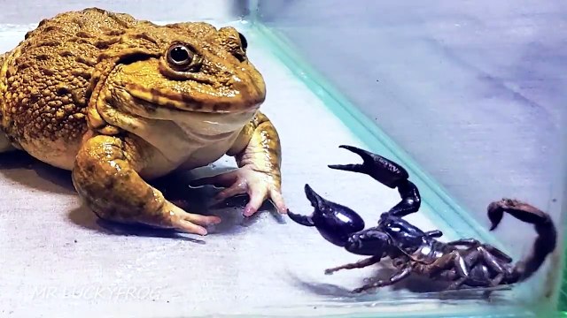 Amazing!! Asian Bullfrog With Big Black Scorpion! Warning Live Feeding