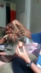 tutorial kupas buah salak / salak fruit peel tutorial