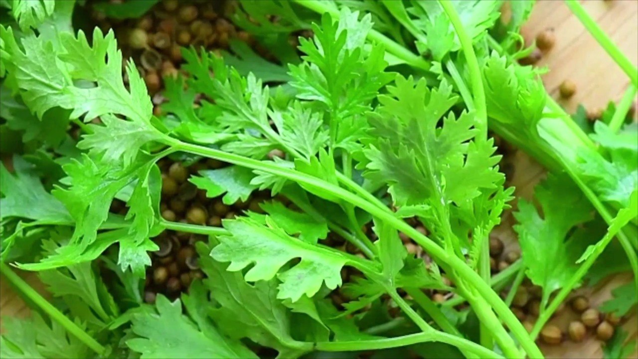 The Difference Between Cilantro and Coriander