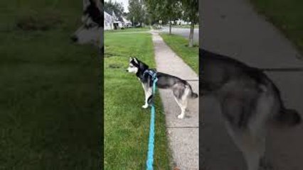 Husky Stops in His Tracks When he Spots Halloween Decoration