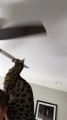 Exotic Cat Lets Fan Blades Bonk its Head