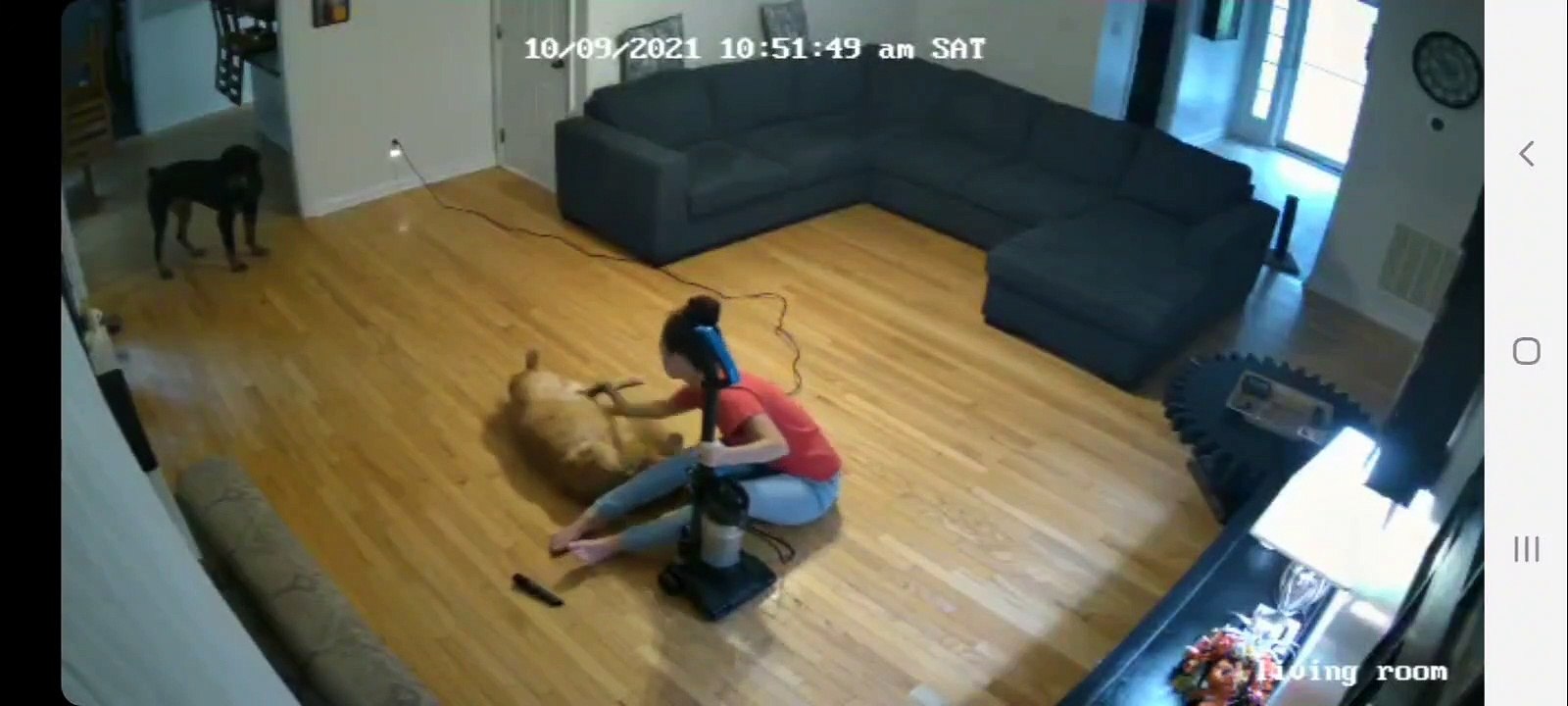 Dog "Saves" Friend From Grooming