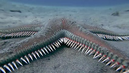 Spiked Starfish Scuttles By