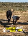 Este elefante bebé fue rescatado y ahora tiene una mejor amiga: una oveja