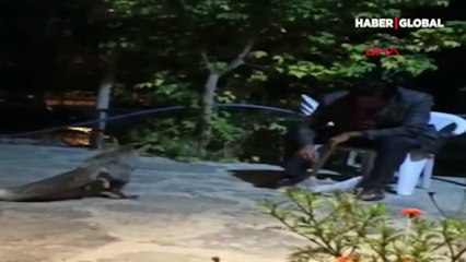 Tavukları yaşasın diye tilkileri besledi!