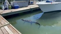 Amerika'nın Güney Carolina eyaletinde dev köpek balığı timsaha saldırdı