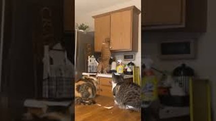 Cat That Wants More Treats Doesn't Let Cupboard Stop Him