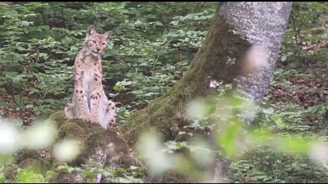 Lynx Film bande-annonce
