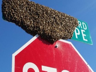 7 things to know about Africanized honeybees - ABC15 Digital