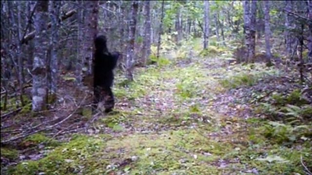 Stealth - the trail camera