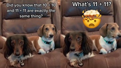 'Texas man tells his dogs a funny but cool 'Math Joke''