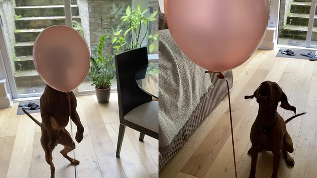 'Dog sees a helium balloon for the first time and doesn't like it... until it does! '