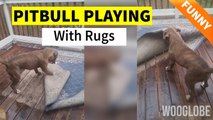 'Silly dog face plants while battling with a wet rug'