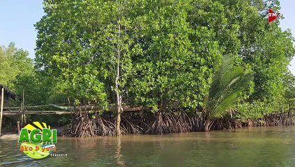 Mangrove Rehabilitation