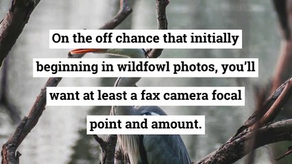 Learn Bird Photography by Irina Glaser