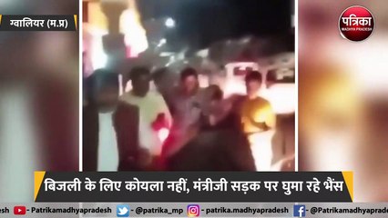 बिजली के लिए कोयला नहीं, मंत्रीजी सड़क पर घुमा रहे भैंस