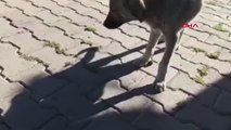 YAVRU KEDİ İLE KÖPEĞİN DOSTLUĞU HAYRAN BIRAKTI