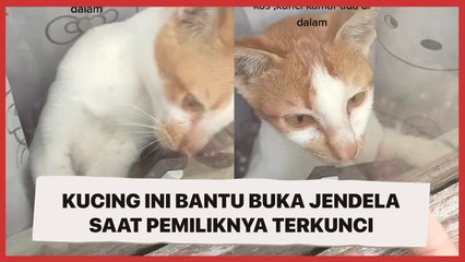 Pintar, Kucing Ini Bantu Buka Jendela saat Pemiliknya Terkunci
