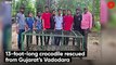 13-foot-long crocodile rescued from Gujarat’s Vadodara
