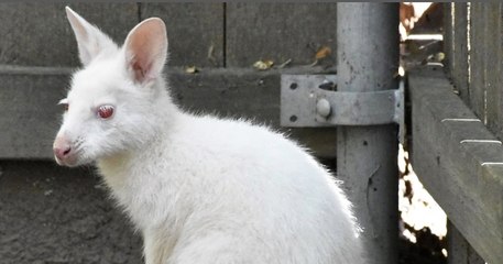 Naissance rarissime d'un bébé wallaby albinos dans un zoo du Kansas