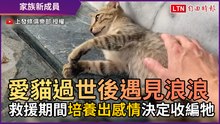 愛貓過世後遇見浪浪 救援期間培養出感情決定收編牠