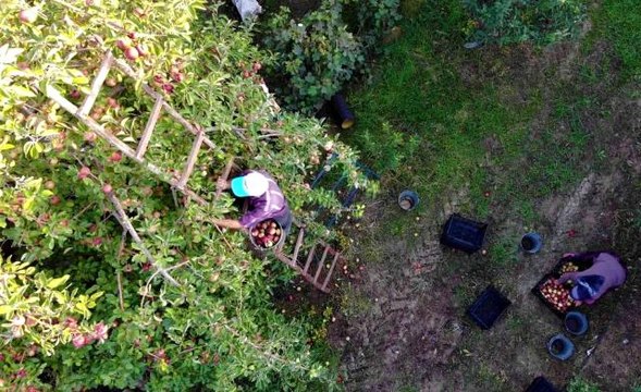 Tarihte böylesi görülmedi! Amasya'da ağaçtan toplanan elmalar bir türlü bitmek bilmiyor