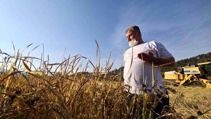 Tarladan mutfağa uzanan pirinçte hasat başladı
