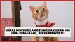 Viral Kucing Langsung Lakukan Ini usai Dimarahi, Bikin Warganet Ikutan Mewek