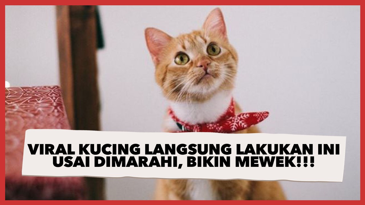 Viral Kucing Langsung Lakukan Ini usai Dimarahi, Bikin Warganet Ikutan Mewek