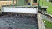 Novara, venti cinghiali cadono uno dopo l'altro nel canale: salvati dai vigili del fuoco