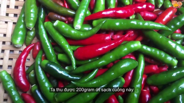 Cách Làm ỚT NGÂM NƯỚC MẮM SIÊU GIÒN CỰC NGON