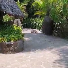 Un phacochère tout mignon s'approche doucement d'un homme !