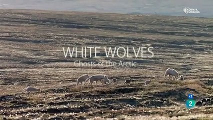 Lobos blancos, fantasmas del Ártico- DOCUMENTAL.