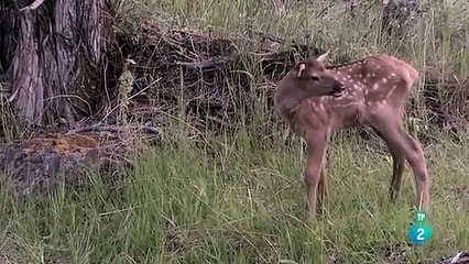 La loba blanca de la manada de Hayden de Yellowstone, documental