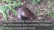 ndet-12-10-21-beavers released in derbyshire-01-nmsy